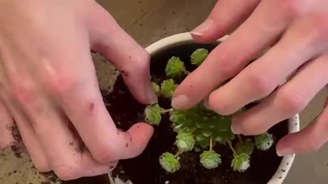 Trip to a greenhouse and potting succulents