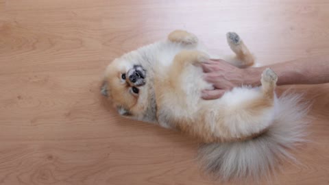 A person rubbing a dog belly