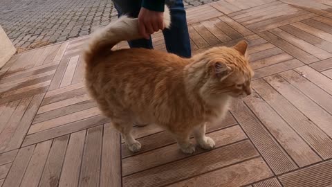 Orange cat wants food with her cute meow