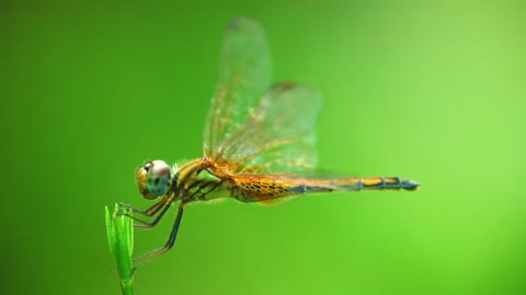 Dragonflies