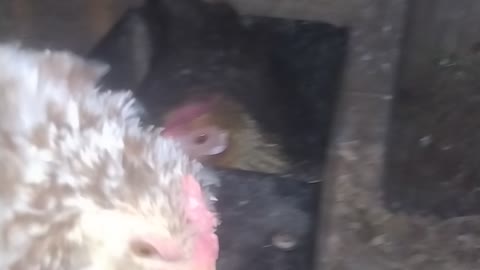 Broody Creole Bantam Nesting In A Box Fan