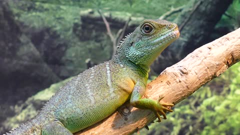 #rumbleviral / Water Dragon Lizard Chinese 🦎🦎