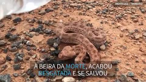 Homem resgata cobra à beira da morte