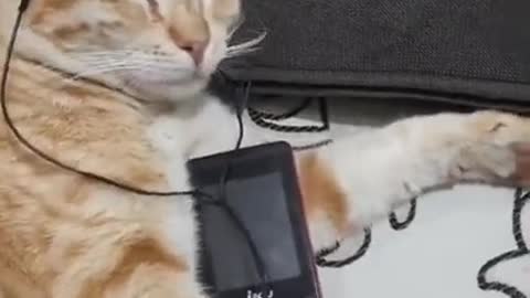 Cat funny video | cat is hearing music |