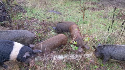 Mountain Lion Attack - Peaceful Last Meal