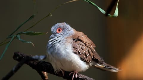 bird-food-branch-tree-feathers-7606