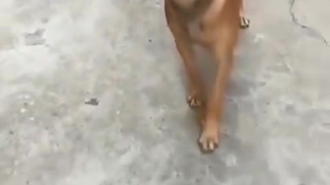 Amazing dog with water glass magic!!!!