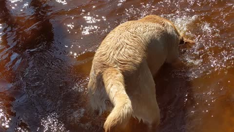 Clam digging dog