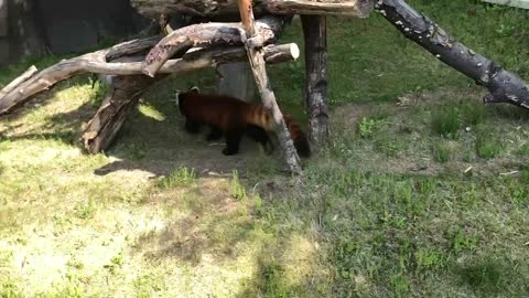 Red panda at the zoo.