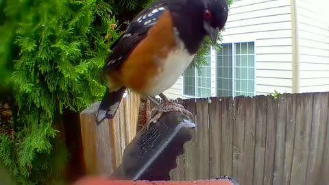 Bird and squirrel messing around near a rat trap. All safe now.