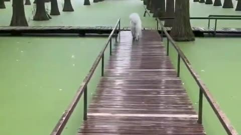 Samoyed Mistakes Green Water For Grass