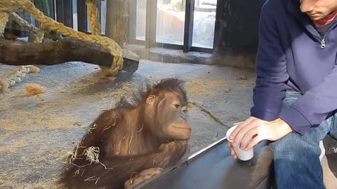 Monkey sees is Magic Trick