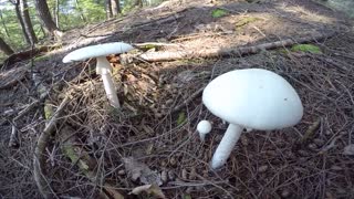 Mushrooms