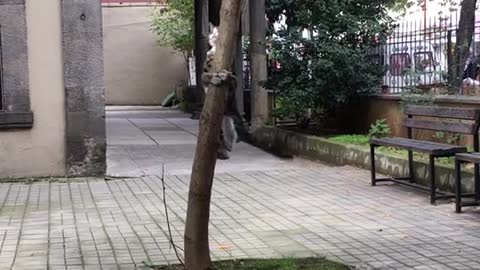 A cat wants to climb a tree