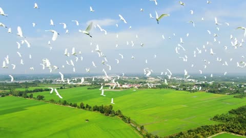 Birds storks flying.