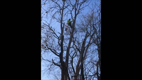 Polo's Tree Service - (540) 210-0755