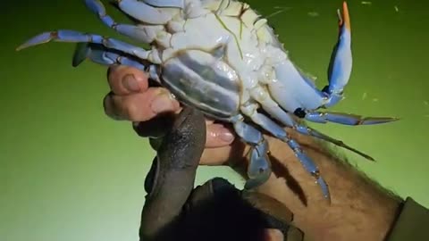 Blue Claw Crab #shorts TaOTadjCpgUcc