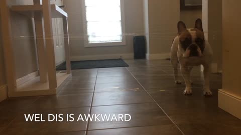 Invisible Wall Dog Challenge