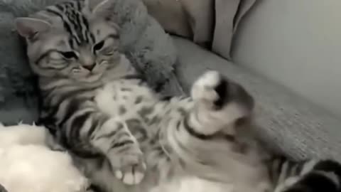 Cute cats video🥰