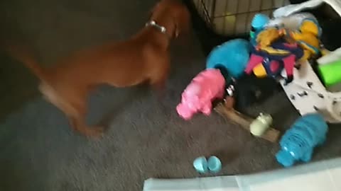 Brimleyminidachshund Easter egg hunt part 2