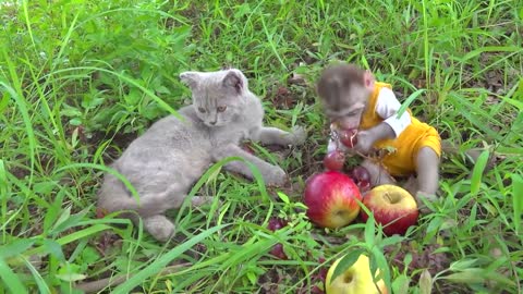 Animals_Home_Monkey_baby_Bin_Bin_on_balloons_helps_Little_Cat_fruit_farm_so_cute