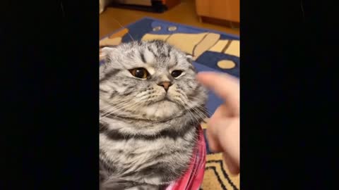 OMG So Cute Cats ♥ Best Funny Cat Videos Pets Garden