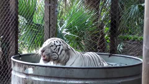 Sooky Big Cats Love Pumpkin #Halloween