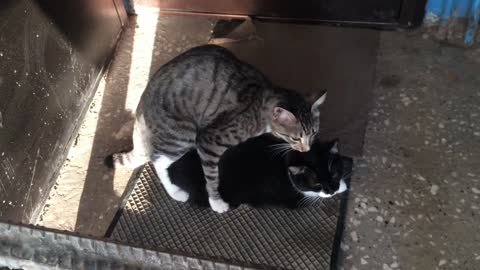 Cat sex video