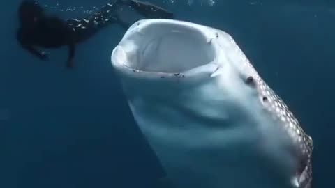 The scuba diver swims among the largest fish in the world