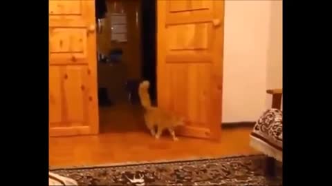 Funny Cats Compilation [Most See] Funny Cat Videos Ever