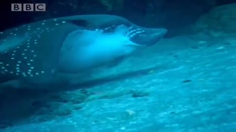 Spotted Eagle Rays | Galapagos | BBC Earth