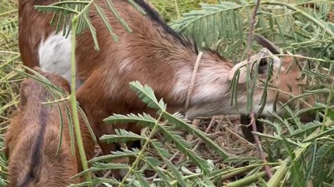 goat eat food, cute