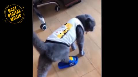 Funny Videos of Dogs, Cats and other Animals Playing 4