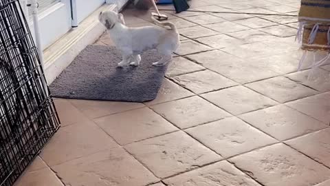 Doggy Uses Doormat Like a Pro