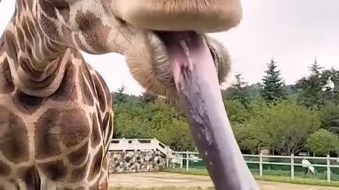 Funny And Cute Animal Videos Try Not To Laugh Or Smile