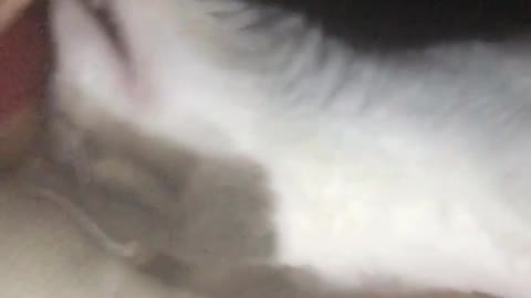 Girl kisses white cat in bed and cat bites her cheek slowmo