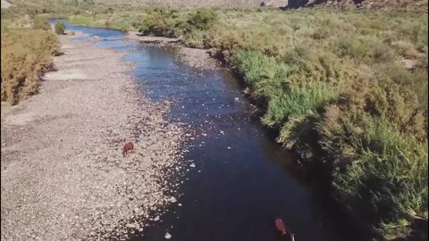 Horses in the River