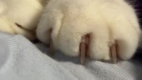 Small paws