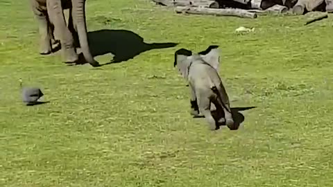 Cute Baby Elephant Trips While Playing With Birds