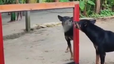 Dog reflection