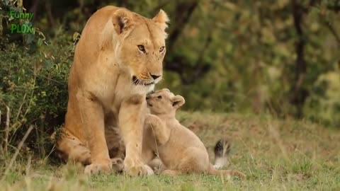 Most Funny and Cute Baby Tiger and Lion