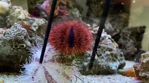 beebotheseaurchin