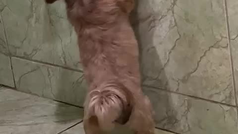 Shih Tzu Has a Funny Way of Peeing