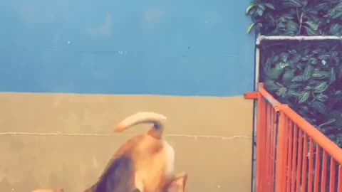 Brown dog jumps over red fence