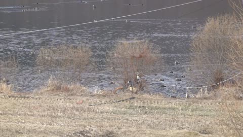 migratory birds floating in the lake 3