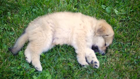 Puppy Dog Wide Shot Outside On Grass Laying On Her Side Eating Grass