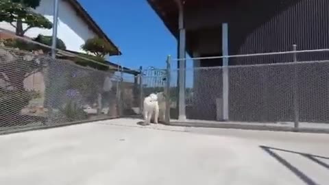 small white dogs