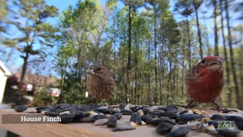 House Finch