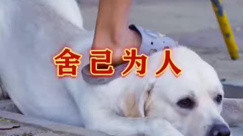 DOG SAVE BLIND MAN LIFE