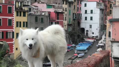 Cute Samoyed's travel adventures in Italy